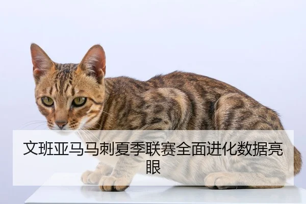 文班亚马马刺夏季联赛全面进化数据亮眼